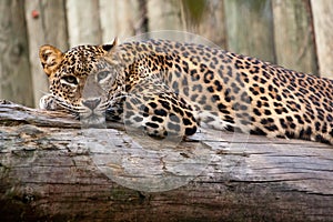Sri Lankan leopard