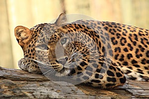 Sri lankan leopard