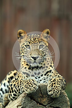 Sri lankan leopard