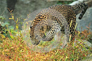 Sri Lankan leopard photo