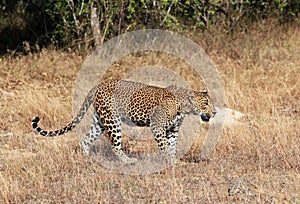 Sri Lankan Leopard