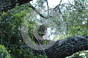 Sri Lankan leopard, ,Big spotted cat lying on the tree in the nature habitat, Yala national park evening, Sri Lanka