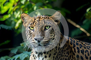 The Sri Lankan leopard, Panthera pardus kotiya