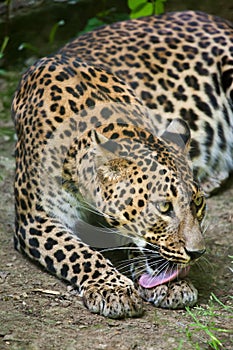 Sri Lankan leopard Panthera pardus kotiya