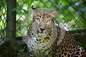 Sri Lankan leopard Panthera pardus kotiya