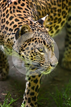 Sri Lankan leopard Panthera pardus kotiya