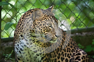 Sri Lankan leopard Panthera pardus kotiya