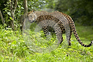 Sri Lankan Leopard, panthera pardus kotiya, Adult stratching Head on Tree Trunk