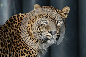Sri Lankan leopard