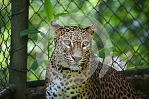 Sri Lankan leopard Panthera pardus kotiya photo