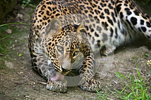 Sri Lankan leopard Panthera pardus kotiya