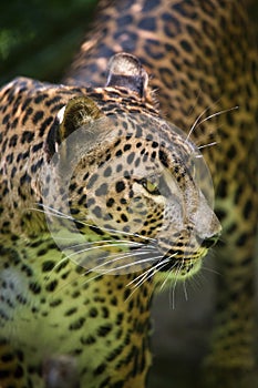 Sri Lankan leopard Panthera pardus kotiya photo