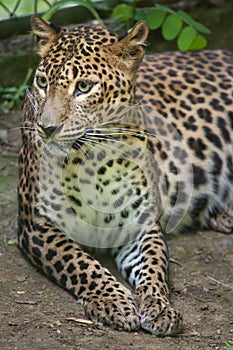 Sri Lankan leopard Panthera pardus kotiya photo