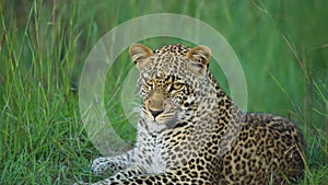 Sri Lankan leopard, Panthera pardus kotiya, big spotted cat lying on the tree in the nature habitat, Yala national park, Sri Lanka