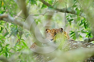 Sri Lankan leopard, Panthera pardus kotiya, big spotted cat lying on the tree in the nature habitat, Yala national park, Sri Lanka