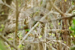 Sri Lankan leopard, Panthera pardus kotiya, big spotted cat lying on the tree in the nature habitat, Yala national park, Sri Lanka