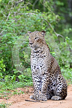 Sri Lankan leopard. Panthera pardus kotiya photo