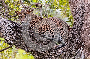 Sri Lankan leopard Panthera pardus kotiya, predator native to Sri Lanka. Wildlife, Yala National Park photo