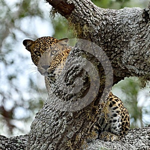 Sri Lankan leopard. Panthera pardus kotiya