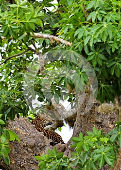 The Sri Lankan leopard Panthera pardus kotiya on the tree