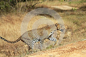 Sri Lankan Leopard photo