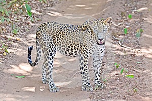 Sri Lankan Leopard - Panthera Pardus Kotiya At Wilpattu National Park photo