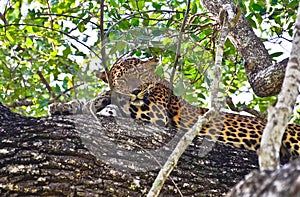 Sri Lankan Leopard - Panthera Pardus Kotiya At Wilpattu National Park photo