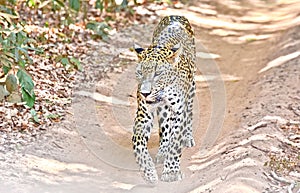 Sri Lankan Leopard - Panthera Pardus Kotiya At Wilpattu National Park photo