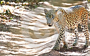 Sri Lankan Leopard - Panthera Pardus Kotiya At Wilpattu National Park photo