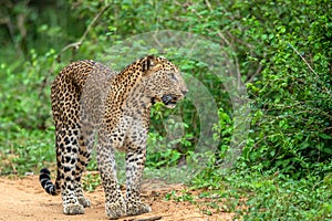 The Sri Lankan leopard Panthera pardus kotiya. Yala national Park. Sri Lanka