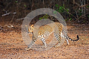 The Sri Lankan leopard Panthera pardus kotiya young female comes from the bush to open space. Asian leopard in a typical photo