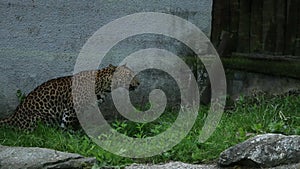 The Sri Lankan leopard pooping, other one walks away