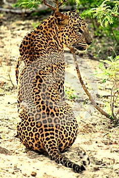 Sri Lankan Leopard in Yala national park Sri Lanka