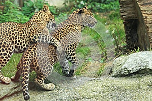 Sri lankan leopards