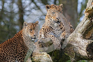 Sri Lankan leopards. Beautiful big cat animal or safari wildlife