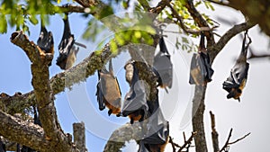 Sri Lankan megabats roosting upside down on tree branches