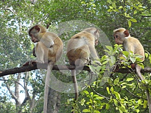 Sri Lankan monkey