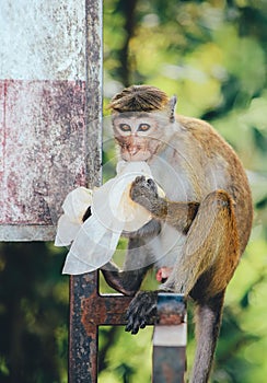 Lanza monos macacos comer basura muriendo los animales ahorrar los animales comer 