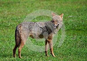 Wild Jackal on Grass photo