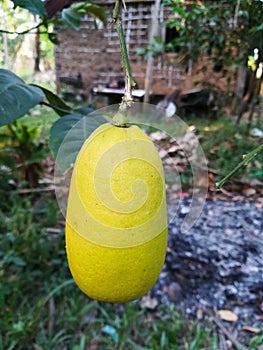 Sri Lankan Natural Lemon