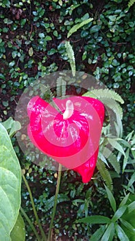 Sri lankan natural red anthurioum