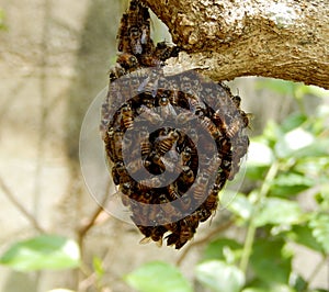 Sri lankan nature the bee nest