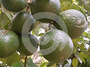 Sri lankan orenge fruit natural photos photo