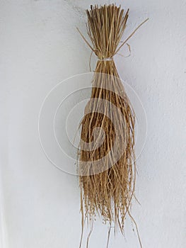 sri lankan paddy photo photo