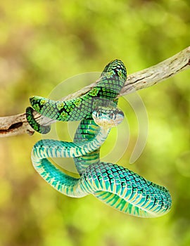 Sri Lankan Palm Viper Hanging On Branch