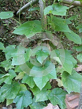 This is a Sri Lankan Patola plant photo
