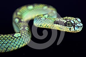 Sri Lankan pit viper (Trimeresurus trigonecephalus) photo