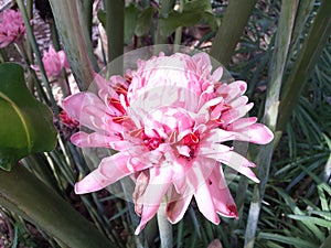 Sri lankan rare flower pink fire flower