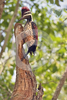 Sri Lankan red-backed woodpecker