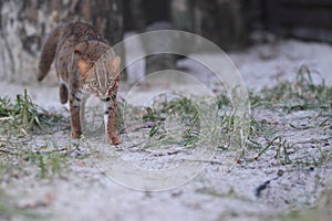 Sri Lankan rusty-spotted cat